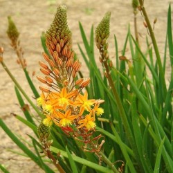 Bulbine