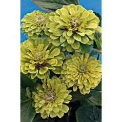 Zinnia géant vert