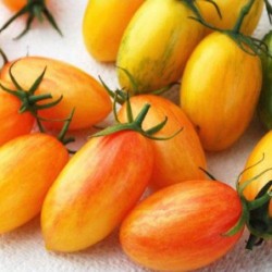 Tomate flammée Blush