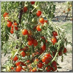 Tomate cerise Brin de muguet