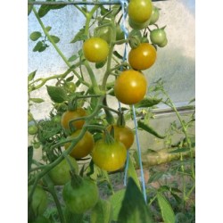 Tomate cerise vert-jaune...
