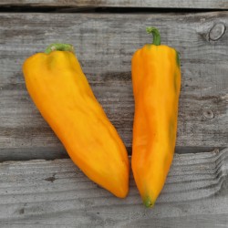 Poivron corno di toro jaune