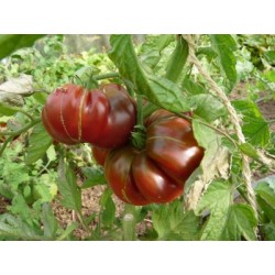 Tomate ananas noire