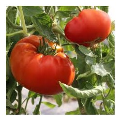 Tomate russe rouge