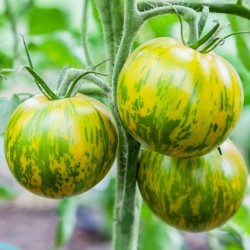 Tomate green zebra