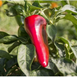 Poivron précoce rosso duemila