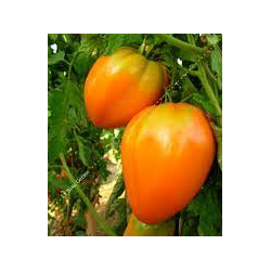 Tomate coeur de boeuf orange