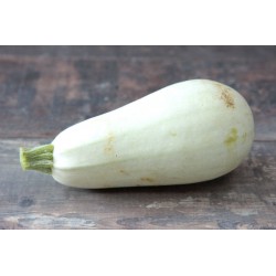 Courgette blanche d'Egypte