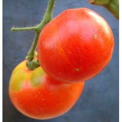 Tomate languedocienne